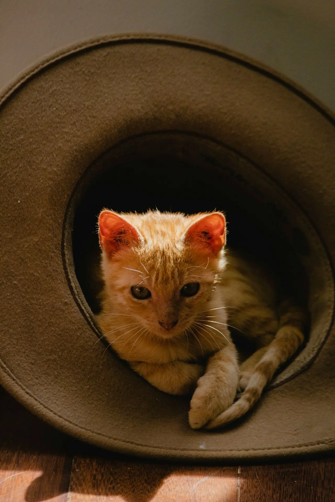 brown tabby cat on black car wheel